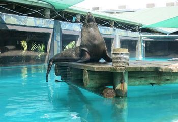 Lobo-Marinho no Aquário de São Paulo - SP. 