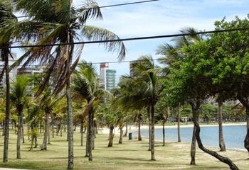 Coqueiros da Praça dos Namorados em Vitória - ES.