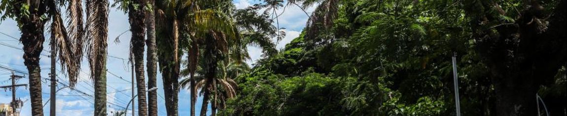 Área verde do Parque Infantil de Araraquara - SP.
