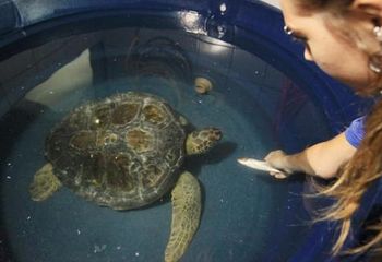 Tartarugas recebem tratamento no Aquário Municipal de Santos - SP.