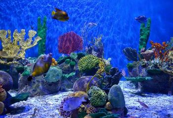 Peixes e corais multicoloridos em um dos tanques do AquaRio no Rio de Janeiro - RJ. 