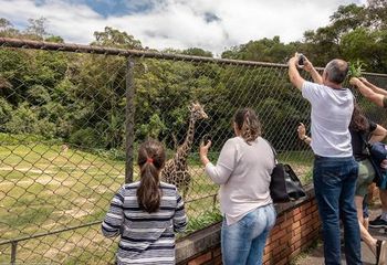 Visita às girafas no Zoológico Municipal de Curitiba - PR.