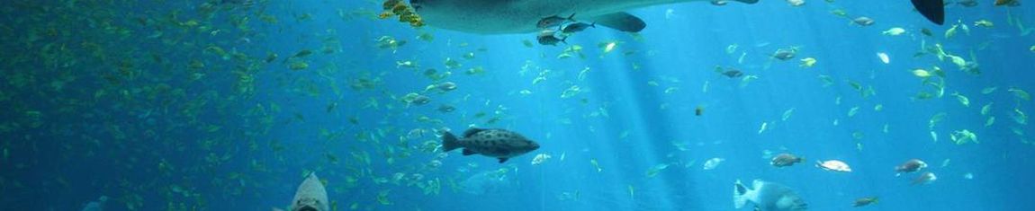 Aquário de São Paulo  - SO foi o primeiro da América Latina. 