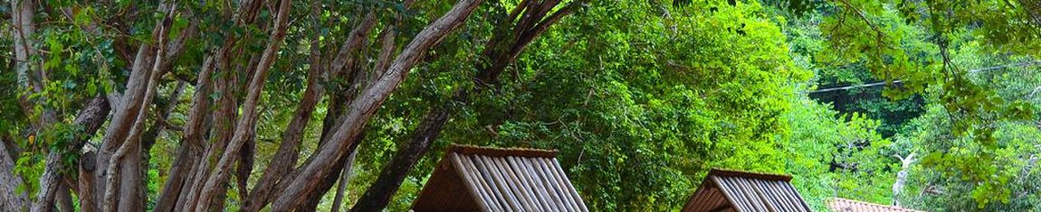 Árvores do Parque das Dunas em Natal - RN.