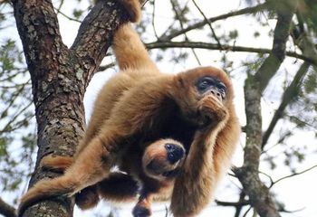 Recinto dos macacos no Zoológico Municipal de Curitiba - PR.