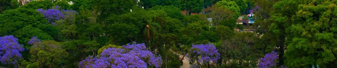 Vista aérea do Passeio Público de Curitiba - PR.