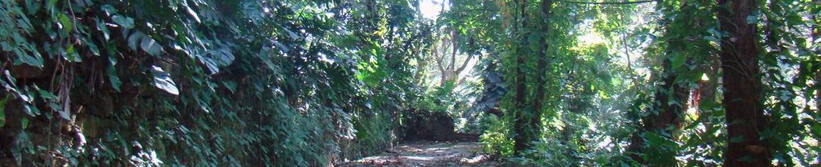 Área verde do Parque da Cidade no Rio de Janeiro - RJ.