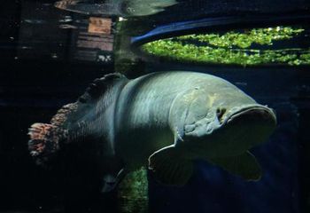 Peixe do Aquário Municipal de Santos - SP.