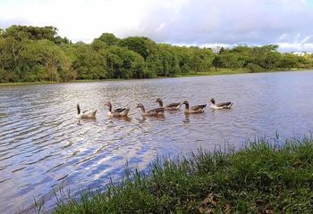 Aves do Lago Municipal de Cascavel - PR. Aves do Lago Municipal de Cascavel - PR.