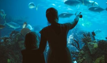 Visitantes olhando peixes em aquário.