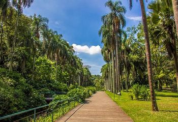 Vista interna do Jardim Botânico de São Paulo. 