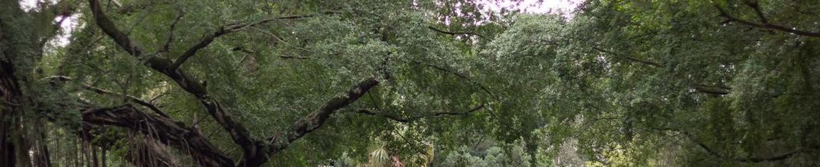 Área verde do Campo de Santana no Rio de Janeiro - RJ.