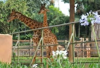 Espaço das girafas no Zoológico de São Paulo - SP.