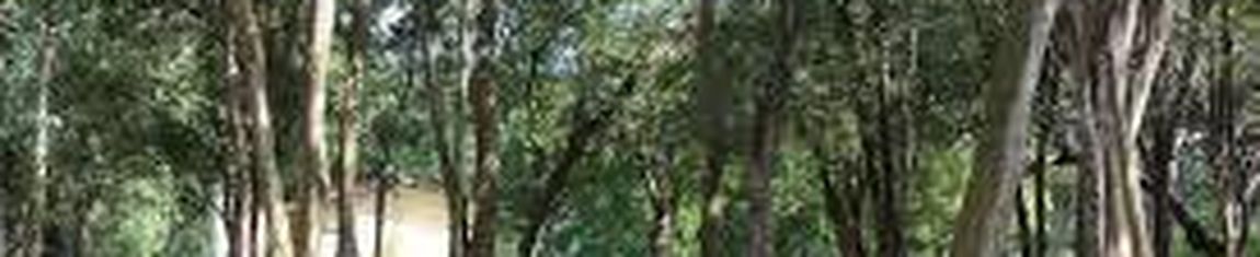 Área verde do Parque Zoobotânico de Teresina - PI.