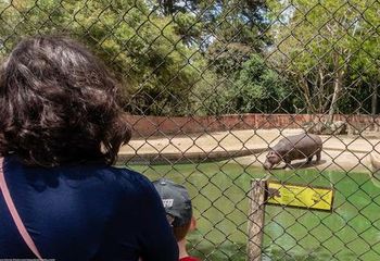 Visita aos hipopótamos do Zoológico Municipal de Curitiba - PR.