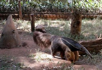 Área dos tamanduás no Zoológico Municipal de São José do Rio Preto - SP.