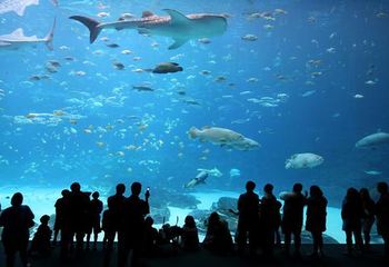 Aquário principal do AquaRio no Rio de Janeiro - RJ. 