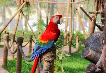 Setor Imersão Tropical do BioParque do Rio de Janeiro - RJ.