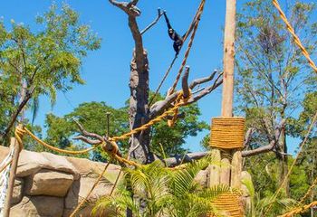 Ilha dos Primatas no BioParque do Rio de Janeiro - RJ.