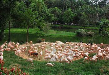Espaço dos flamingos no Zoológico de São Paulo - SP.