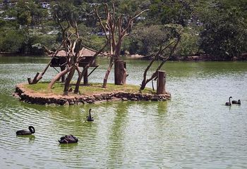 Ilha dos Macacos dentro do Zoológico de São Paulo - SP.