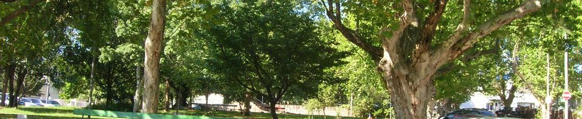 Plátanos da Praça do Japão em Porto Alegre - RS.