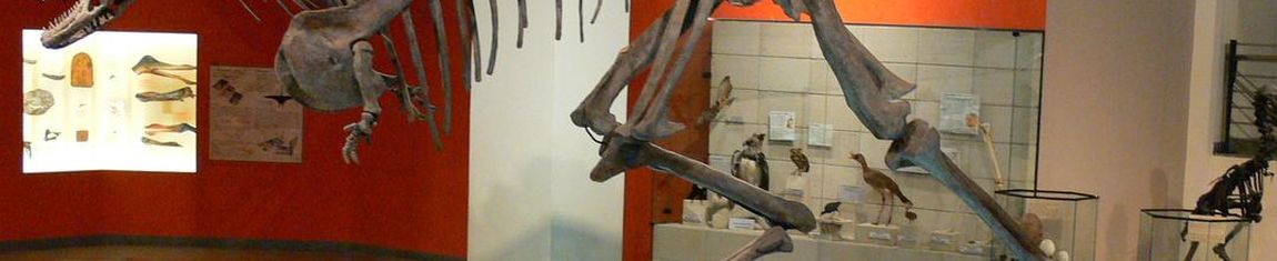 Fotografia da exposição Era dos Répteis do Museu de Ciências Naturais da PUC Minas em Belo Horizonte - MG.