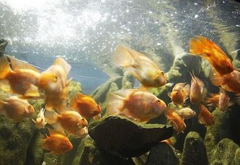 Peixes do Aquário Municipal de Santos - SP.