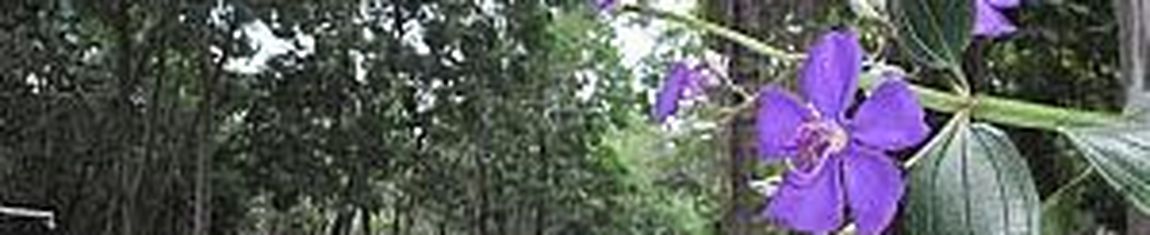 Interior do Horto Florestal de Votuporanga - SP. 