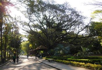 Interior do parque Jardim da Luz em São Paulo - SP.