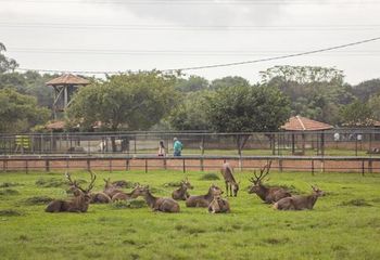 Animais do Zoológico Municipal de Curitiba - PR.
