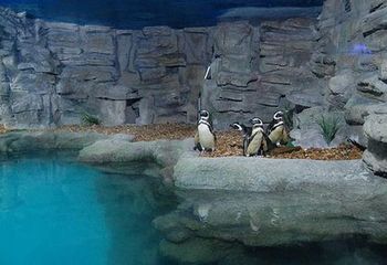 Espaço dos Pinguins no Aquário de São Paulo - SP. 