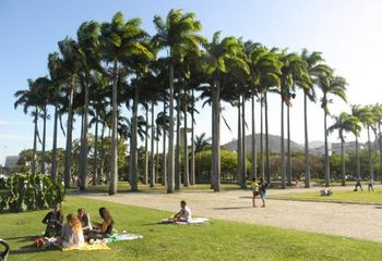 Palmeiras do Parque do Flamengo - Aterro no Rio de Janeiro - RJ. 