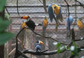 Setor de aves do Zoológico Municipal de São José do Rio Preto - SP.