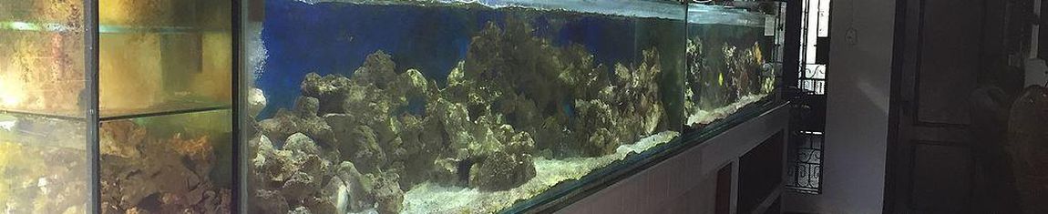 Aquário de atrações vivas do Museu do Mar em Santos - SP.