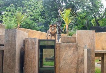 Setor Reis da Selva no BioParque do Rio de Janeiro - RJ.