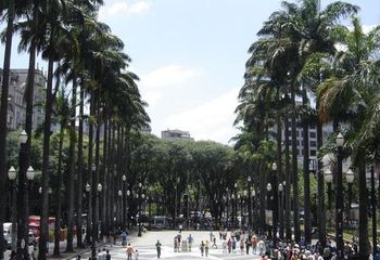Palmeiras da Praça da Sé em São Paulo - SP.