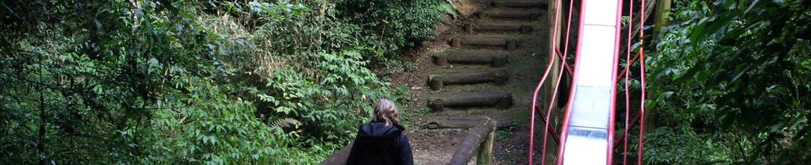 Interior do Bosque Reinhard Maack em Curitiba - PR.