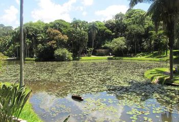 Lago principal do Jardim Botânico de São Paulo - SP. 